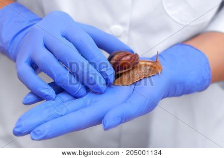 Cosmetological procedure. Snail ahaatin on the hand of a beautician close-up.