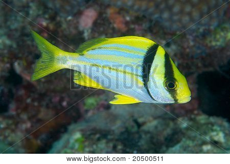 Juvenile Porkfish