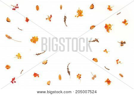 Autumn Frame. Viburnum Berries, Dried Branches, Autumn Acorn, Flowers On White Background. Flat Lay,