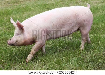 Portrait of a young pig at animal farm on green grass meadow