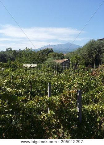 Vigneti ad Acireale (Catania) con l'Etna sullo sfondo