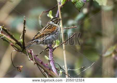 Common Reed Bunting  (emberiza Schoeniclus)