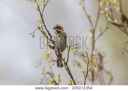 Common Reed Bunting  (emberiza Schoeniclus)