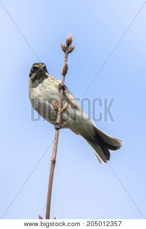 Common Reed Bunting  (emberiza Schoeniclus)