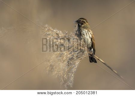 Common Reed Bunting  (emberiza Schoeniclus)