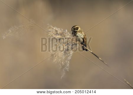 Common Reed Bunting  (emberiza Schoeniclus)