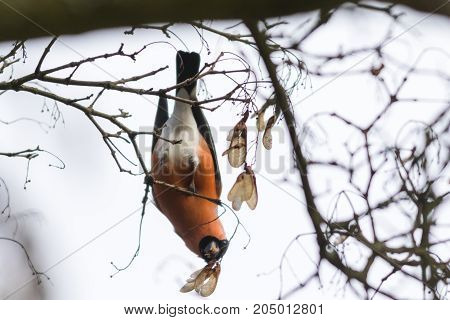 Eurasian Bullfinch (pyrrhula Pyrrhula)