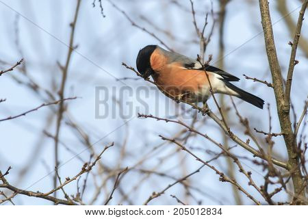 Eurasian Bullfinch (pyrrhula Pyrrhula)