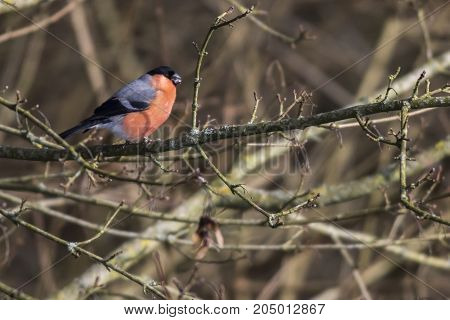 Eurasian Bullfinch (pyrrhula Pyrrhula)