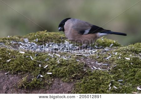 Eurasian Bullfinch (pyrrhula Pyrrhula)