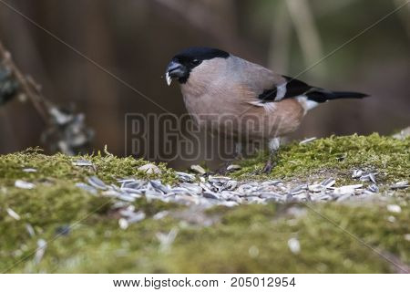 Eurasian Bullfinch (pyrrhula Pyrrhula)
