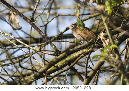 Nightingale (luscina Megarhynchos)