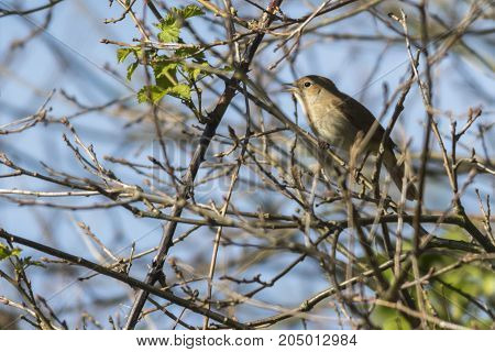 Nightingale (luscina Megarhynchos)