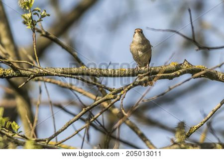 Nightingale (luscina Megarhynchos)