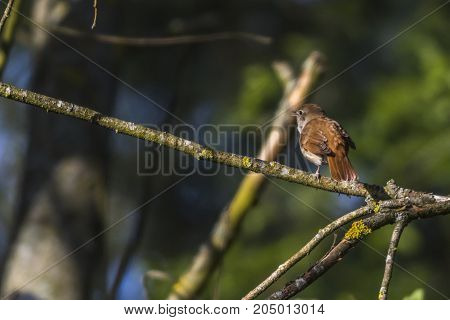 Nightingale (luscina Megarhynchos)