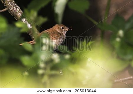 Nightingale (luscina Megarhynchos)