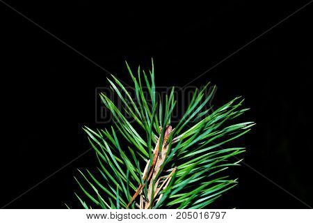 Fresh green fir branch isolated on black background