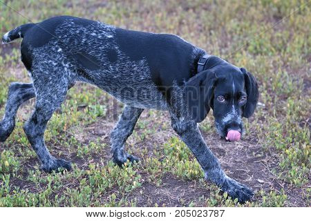 Hunting Dog Breed German Wirehaired Pointer