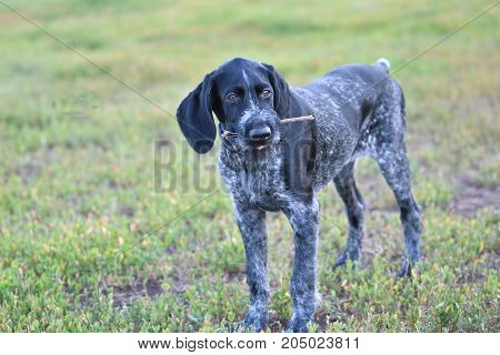 Hunting Dog Breed German Wirehaired Pointer