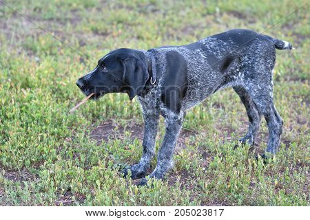 Hunting Dog Breed German Wirehaired Pointer
