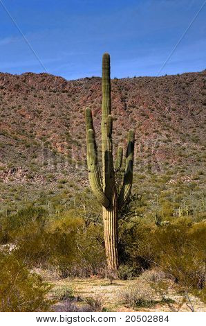 Cereus Giganteus Saguaro Cactus