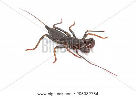 Whip Scorpion On White Background
