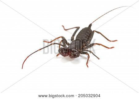 Whip Scorpion On White Background