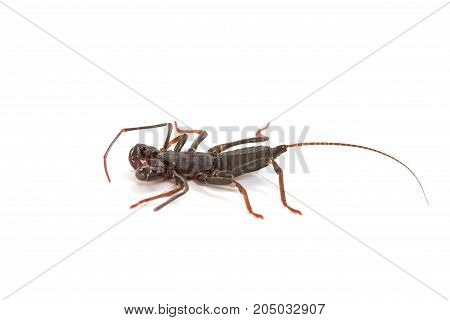 Whip Scorpion On White Background
