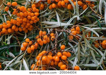 clusters of ripe orange sea-buckthorn on branches.