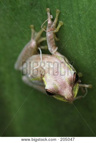 กบ clinging