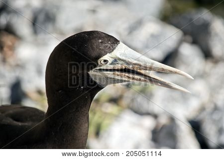 this is a close up of a brown booby