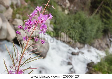 Waterfall In The Austrian Alps - Selective Focus On Flower