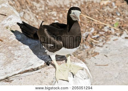 the brown booby is standing on a rock