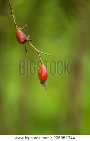 Beautiful ripe fruits of sweet-briar rose in a bush. Colorful autumn close up. Good fruits with vitamins.