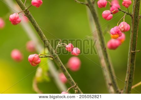 Beautiful bright fruits of spindle tree in autumn in natural habitat. Colorful autumn closeup. Pink fruits in green leaves.