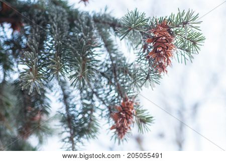 Mature cone on Branch of blue fir-tree blue, green, white, Colorado blue spruce, Picea pungens covered with hoarfrost. New Year's Bekraund. Place for a copy-paste.