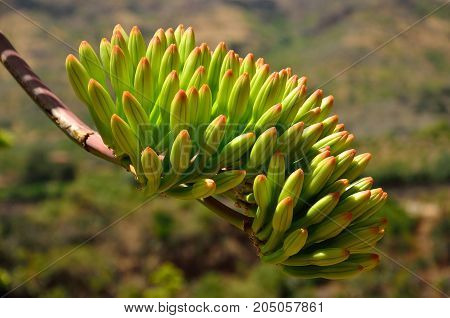 Cluster with green buds of agave flower