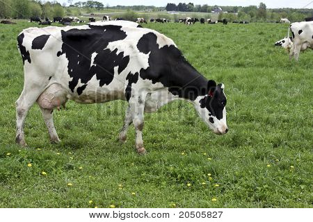 Manada de ganado lechero Holstein
