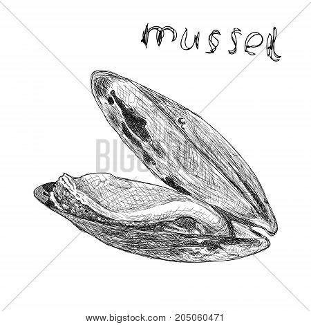 Vector engraving illustration of highly detailed hand drawn mussels isolated on white background