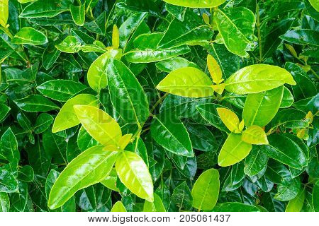 Fresh Green leaves background texture. Natural green background. Glossy leaves. Saturated bright color.