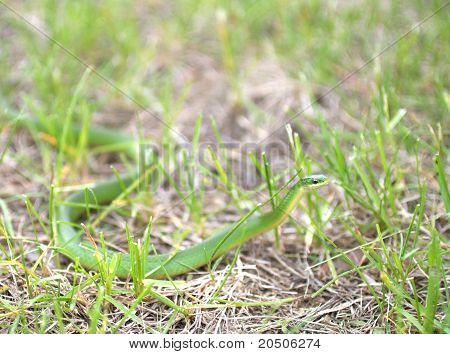 Green Schlingnatter im Gras