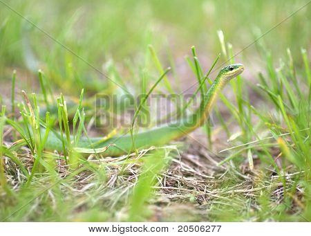 Schlingnatter grün Jagd im Gras