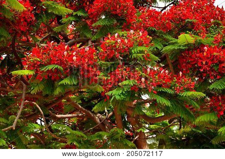 Beautiful flamboyan in full bloom, delonix regia
