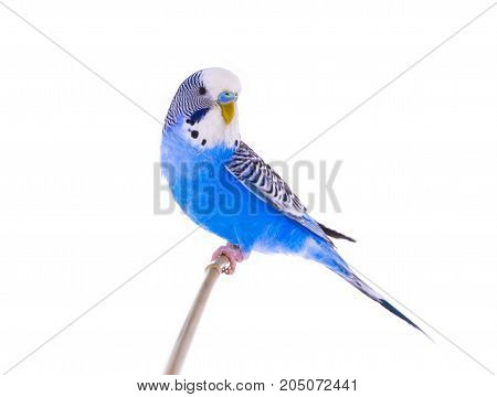 Budgie