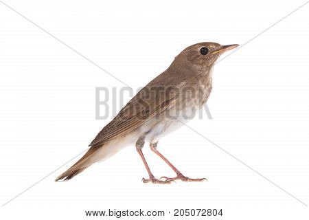 Nightingale