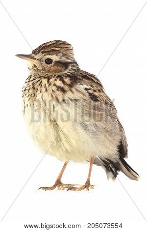 Wood Lark