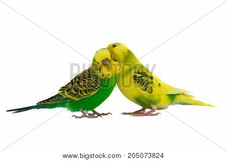 two budgie isolated on a white background