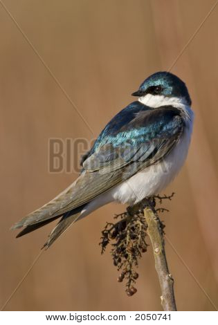 Tree Swallow