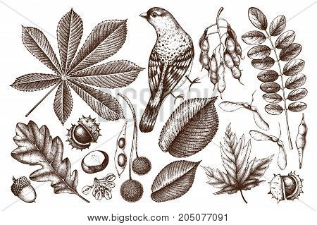 Vintage set of hand drawn leaves and seeds illustration. Vector autumn collection with bird. Wedding invitation. Outlines.