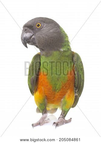 senegal parrot in front of white background